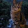 cat, tabby, animal, pet, outdoor, twilight, balcony, railing, nature, trees, mountains, car, evening, curious, whiskers, fur, eyes, portrait, sitting, wildlife