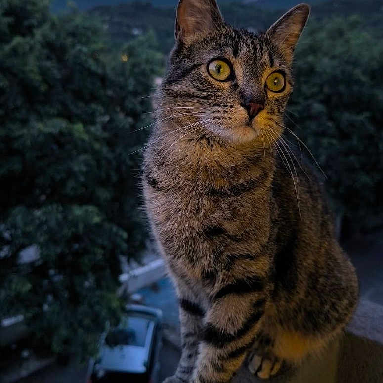 Urio