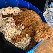 Soldier is registered to the contest to win money with this photo: dog, puppy, mother_dog, newborn, playpen, blanket, towel, bedding, curly_fur, brown_fur, wooden_floor, indoor, pet, sleeping, nursing, cozy, soft_texture, home, closeup, paw