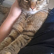 Tisha a rejoint le concours — aidez-le/la à gagner de superbes lots ! cartoon, cat, clothing, colorful, comfort, domestic_animal, feline, floor, fur, hand, indoor, lap, person, pet, relaxed, resting, tabby_cat, table, tile, whiskers