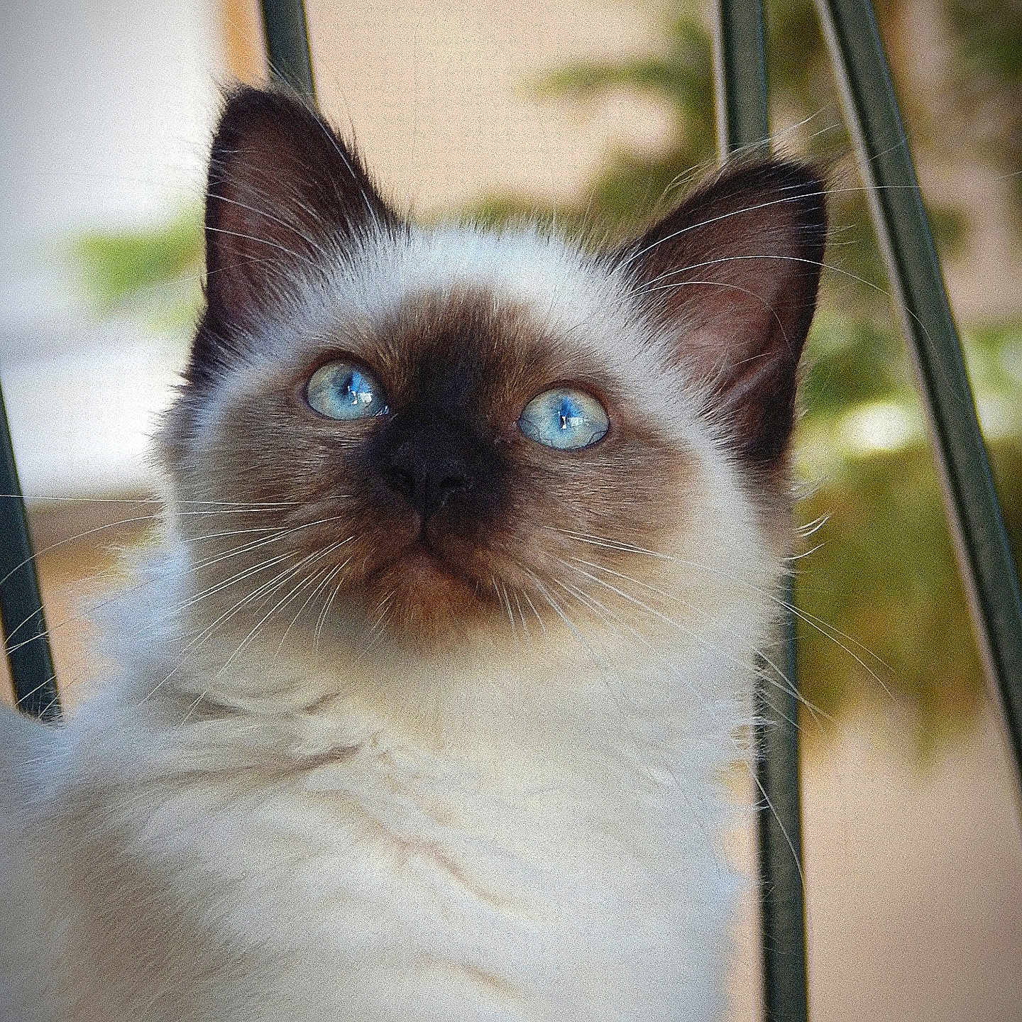 Bianca participe au concours pour gagner de l'argent avec cette photo : cat, kitten, siamese, blue_eyes, fluffy, whiskers, ears, face, feline, pet, curious, portrait, close_up, indoor, soft_light, young_animal, animal, mammal, cute, fur