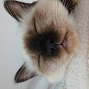 Bianca a rejoint le concours — aidez-le/la à gagner de superbes lots ! cat, siamese_cat, close_up, sleeping, whiskers, ears, soft_surface, indoor, pet, animal, feline, cute, resting, face, nose, fur, domestic_animal, closeup, relaxed, portrait