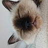 cat, siamese_cat, close_up, sleeping, whiskers, ears, soft_surface, indoor, pet, animal, feline, cute, resting, face, nose, fur, domestic_animal, closeup, relaxed, portrait