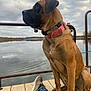 Rouge joined the competition — help win amazing prizes! dog, collar, lake, water, dock, person, jeans, shoe, cloudy_sky, outdoor, nature, calm, relaxation, pet, animal, brown_dog, metal_rail, reflection, daytime, scenic