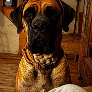 Rouge is registered to the contest to win money with this photo: dog, large_dog, brown_dog, black_muzzle, collar, indoor, wooden_floor, wooden_furniture, staircase, pet, animal, close_up, portrait, ears, fur, looking, companion, cozy, home, domestic