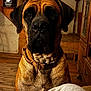 dog, large_dog, brown_dog, black_muzzle, collar, indoor, wooden_floor, wooden_furniture, staircase, pet, animal, close_up, portrait, ears, fur, looking, companion, cozy, home, domestic