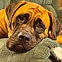Rouge joined the competition — help win amazing prizes! dog, brown_dog, large_dog, resting, couch, green_couch, indoor, pet, close_up, canine, face, ears, snout, fur, relaxed, animal, companion, home, cozy, sleepy