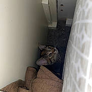 Sunkist is registered to the contest to win money with this photo: blanket, cat, corner, cozy, curious, ears, eyes, feline, floor, hidden, indoor, looking_up, mattress, pet, quilt, shadow, small_space, tabby, wall, whiskers