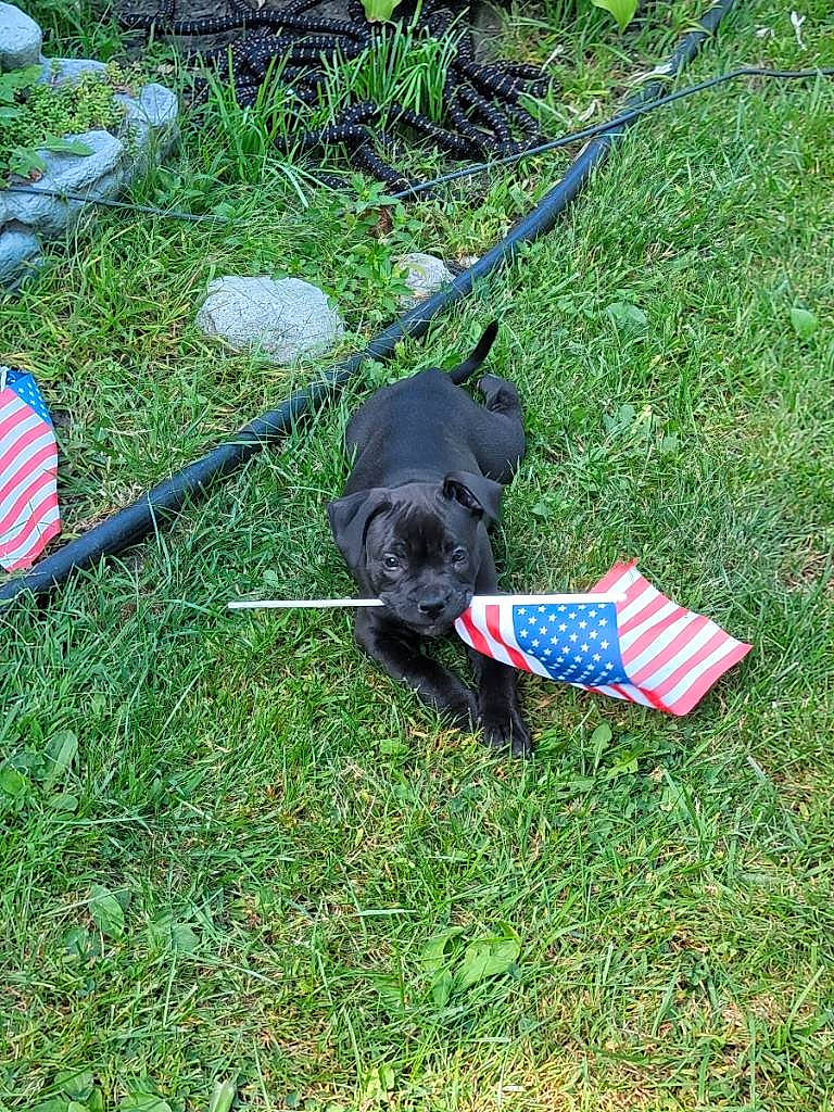 Lucy is registered to the contest to win money with this photo: canidae, carnivore, collar, companion_dog, dog, dog_breed, dog_collar, dog_supply, electric_blue, fashion_accessory, flag, grass, groundcover, lawn, leash, pet_supply, plant, sporting_group, tracking_trial, working_animal