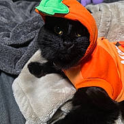 Leone joined the competition — help win amazing prizes! cat, black_cat, pumpkin_costume, halloween, orange_clothing, green_hat, pet, animal, whiskers, yellow_eyes, close_up, portrait, indoors, blanket, bed, plush_toy, cozy, costume, funny, relaxed