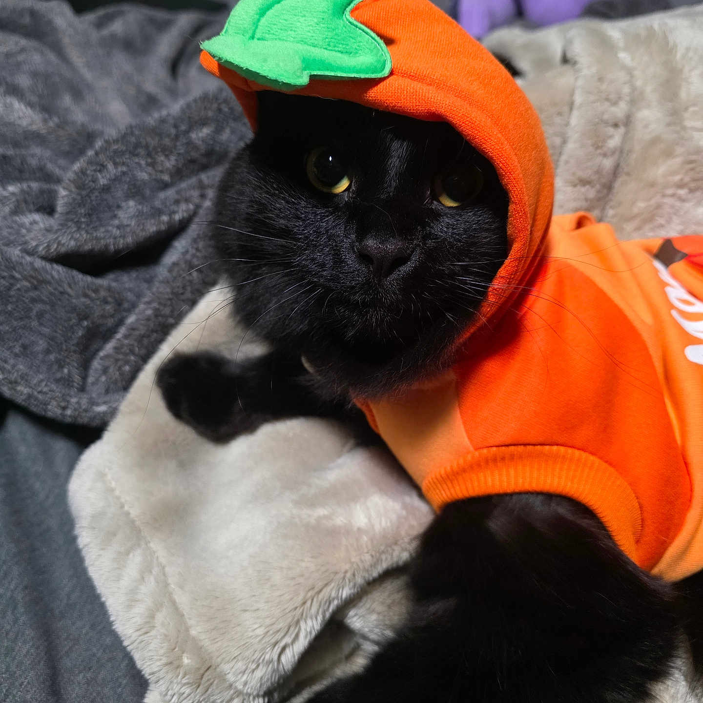 Leone joined the competition — help win amazing prizes! cat, black_cat, pumpkin_costume, halloween, orange_clothing, green_hat, pet, animal, whiskers, yellow_eyes, close_up, portrait, indoors, blanket, bed, plush_toy, cozy, costume, funny, relaxed
