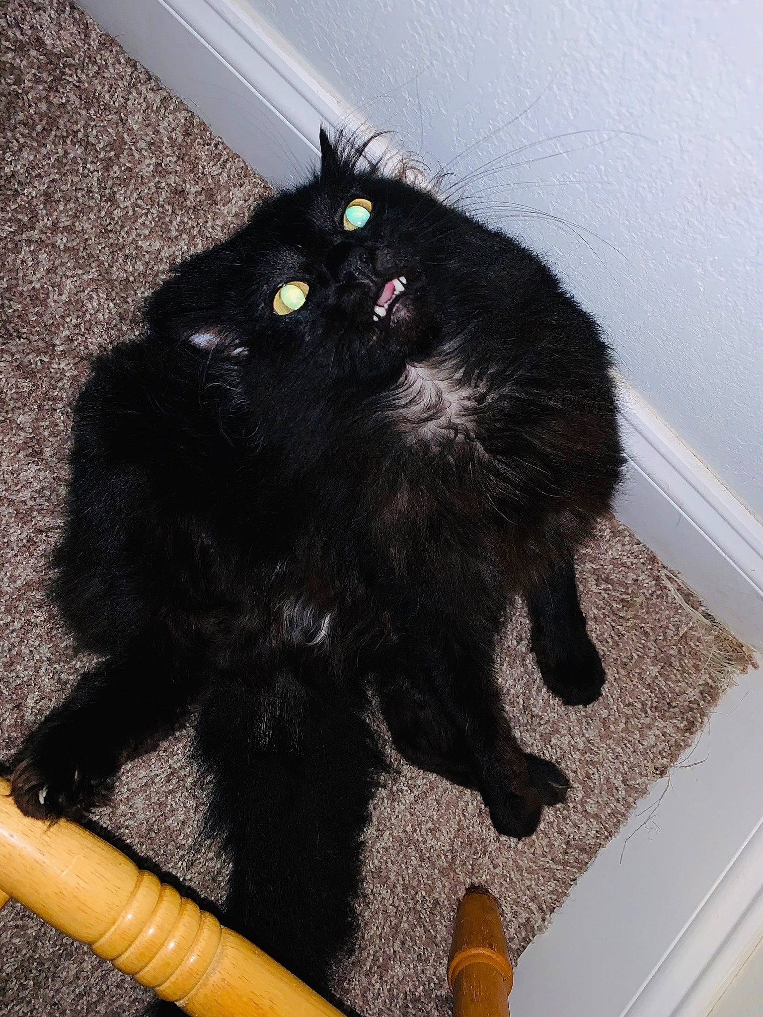 Oscar is registered to the contest to win money with this photo: black_cat, bombay, canidae, carnivore, cat, claw, comfort, dog_breed, domestic_short_haired_cat, felidae, foot, fur, gesture, human_leg, paw, small_to_medium_sized_cats, snout, tail, thigh, whiskers