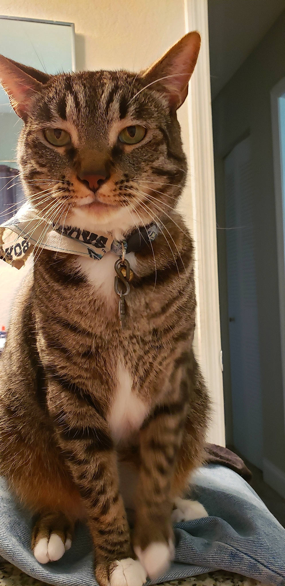 Ivan is registered to the contest to win money with this photo: aegean_cat, american_shorthair, american_wirehair, asian, california_spangled, carnivore, cat, domestic_short_haired_cat, dragon_li, european_shorthair, felidae, kitten, mammal, ocicat, pixie_bob, small_to_medium_sized_cats, snout, tabby_cat, vertebrate, whiskers