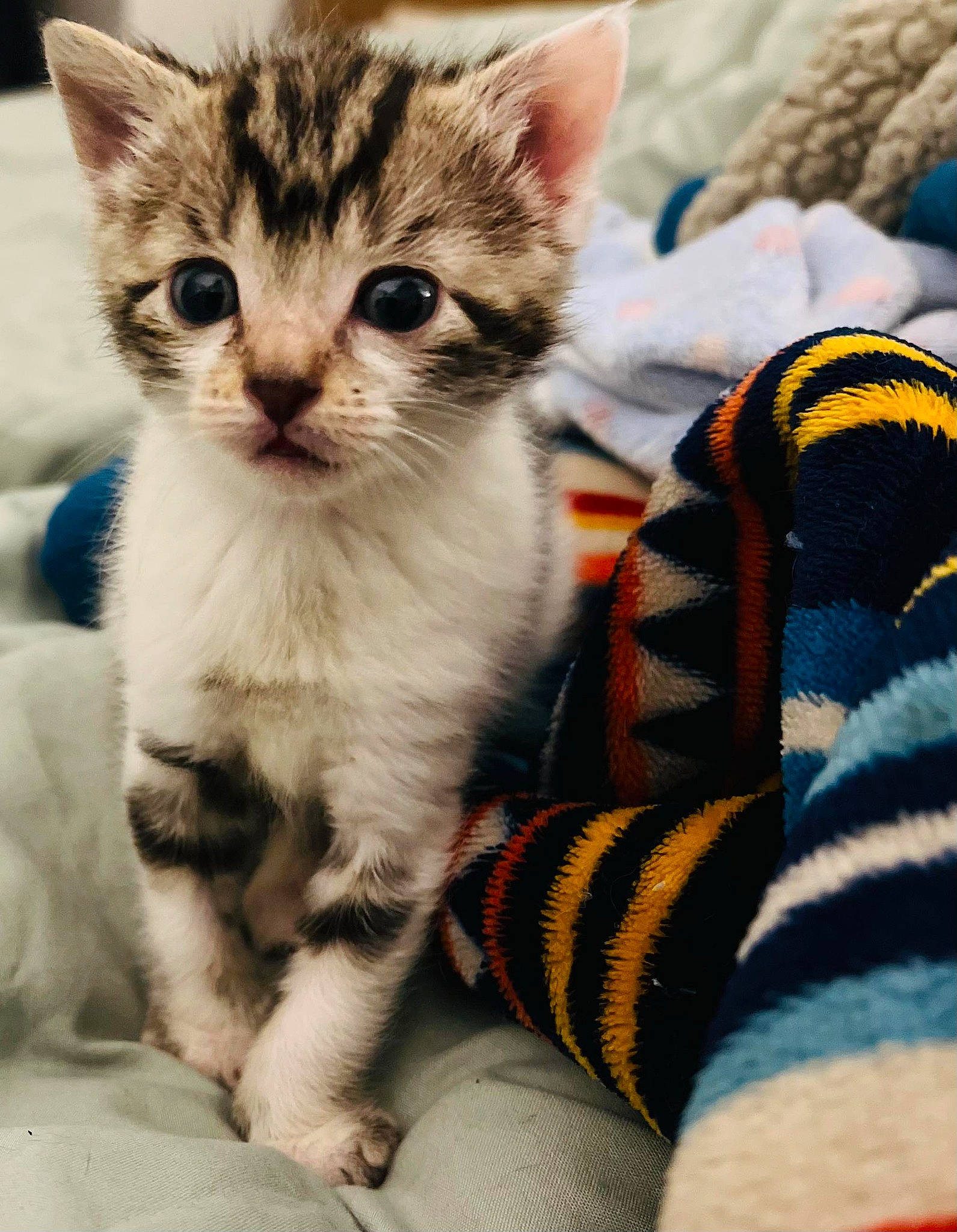 Sam is registered to the contest to win money with this photo: carnivore, cat, claw, comfort, domestic_short_haired_cat, felidae, foot, fur, human_leg, pattern, paw, sitting, small_to_medium_sized_cats, sock, whiskers, woven_fabric