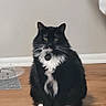 Richie joined the competition — help win amazing prizes! cat, black_and_white, fluffy, sitting, indoor, wooden_floor, collar, pet_tag, yellow_eyes, white_paws, wall_socket, feeding_area, plate, mat, pet, domestic_animal, fur, whiskers, looking_at_camera, house