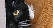Richie is registered to the contest to win money with this photo: cat, black_and_white, yellow_eye, whiskers, paw, wooden_floor, close_up, curious, pet, animal, feline, indoor, fur, face, eye, whisker, playful, peeking, domestic_cat, muzzle