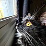 Richie is registered to the contest to win money with this photo: cat, animal, pet, window, whiskers, yellow_eyes, black_and_white, curtain, indoor, close_up, profile, feline, looking_out, natural_light, fur, domestic_cat, side_view, quiet, calm, curious