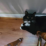Richie is registered to the contest to win money with this photo: cat, black_and_white, tuxedo_cat, wooden_floor, chair_legs, indoor, pet, animal, whiskers, paws, curious, sitting, feline, domestic_cat, fur, shadow, relaxed, eyes, floor, wall