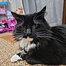 cat, black_and_white, whiskers, pet, indoor, carpet, close_up, feline, animal, domestic_animal, long_hair, orange_eyes, relaxed, lying_down, fur, cute, household, toy, background_blur, portrait