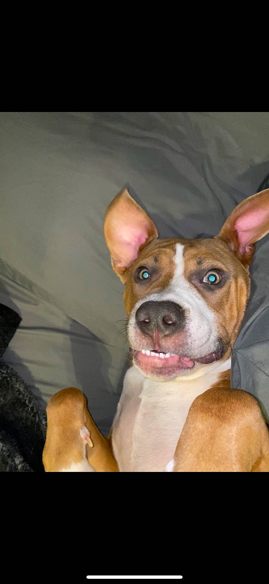 Gunner joined the competition — help win amazing prizes! canidae, carnivore, companion_dog, dog, dog_breed, ear, eye, fawn, non_sporting_group, snout, sporting_group, whiskers, working_animal