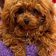 Duchess joined the competition — help win amazing prizes! dog, brown_dog, curly_fur, fluffy, pet, animal, cute, lying_down, close_up, indoor, cozy, purple_blanket, fur, nose, eyes, collar, paws, resting, companion, adorable
