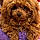 Duchess