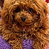 dog, brown_dog, curly_fur, fluffy, pet, animal, cute, lying_down, close_up, indoor, cozy, purple_blanket, fur, nose, eyes, collar, paws, resting, companion, adorable