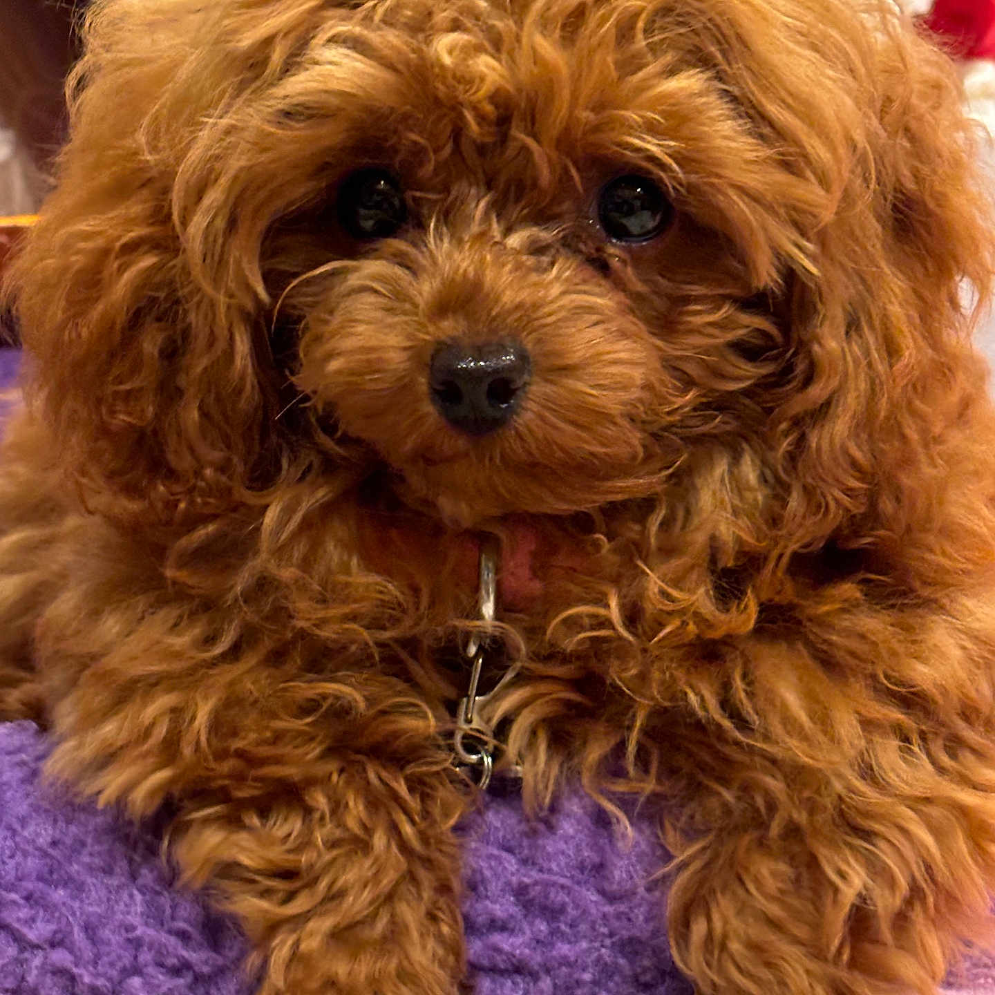 Duchess
