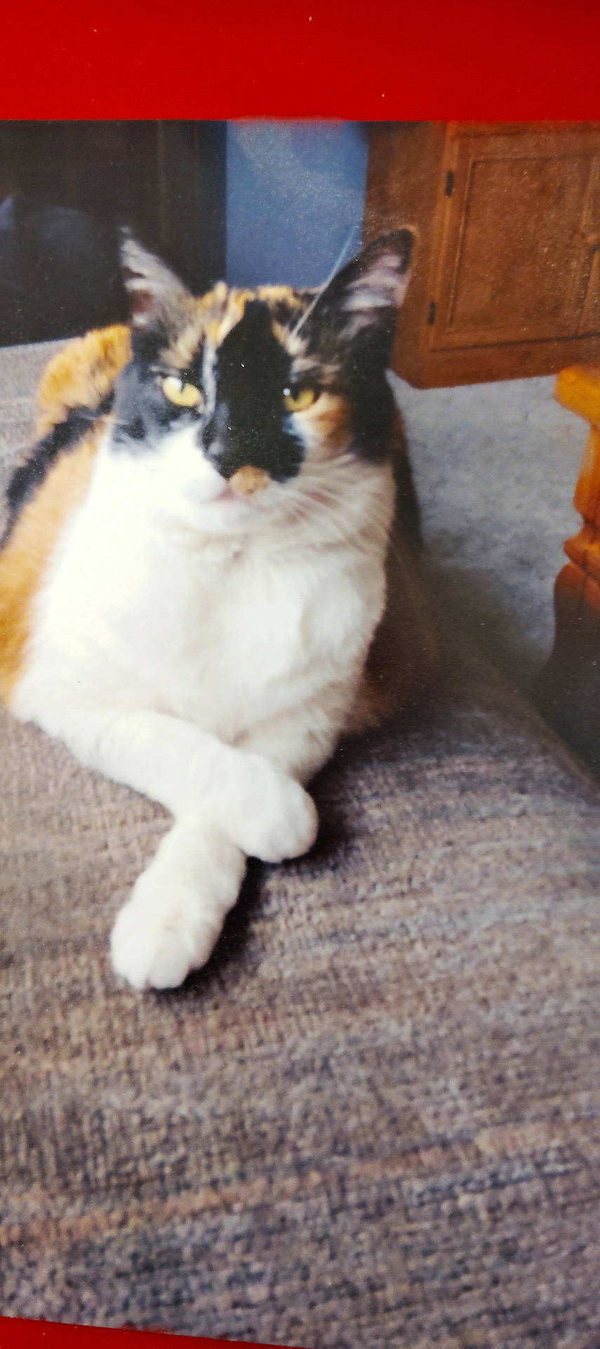 abyssinian, accessories, animal, architecture, building, cat, chair, couch, furniture, hardwood, indoors, kitten, livingroom, manx, pet, plywood, room, siamese, strap, wood