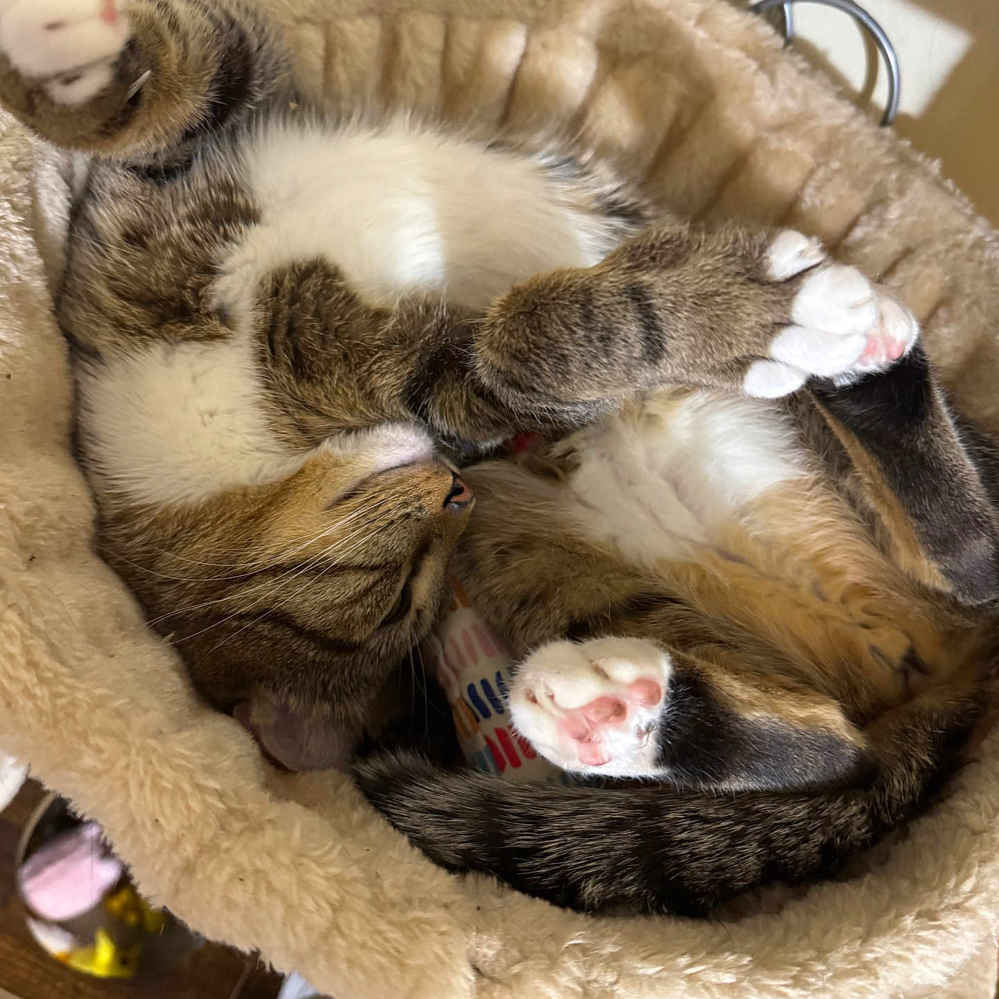 Navii joined the competition — help win amazing prizes! animal, cat, closeup, cozy, cute, domestic_cat, feline, fur, indoor, napping, paws, pet_bed, pink_paw_pads, relaxed, resting, sleeping, soft_texture, tabby_cat, tail, whiskers