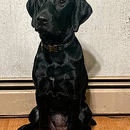 Luna joined the competition — help win amazing prizes! dog, black_dog, sitting, collar, indoor, wooden_floor, wall, pet, animal, canine, portrait, looking_away, ears, paw, snout, fur, young_dog, domestic_animal, companion, calm