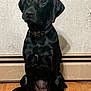 dog, black_dog, sitting, collar, indoor, wooden_floor, wall, pet, animal, canine, portrait, looking_away, ears, paw, snout, fur, young_dog, domestic_animal, companion, calm