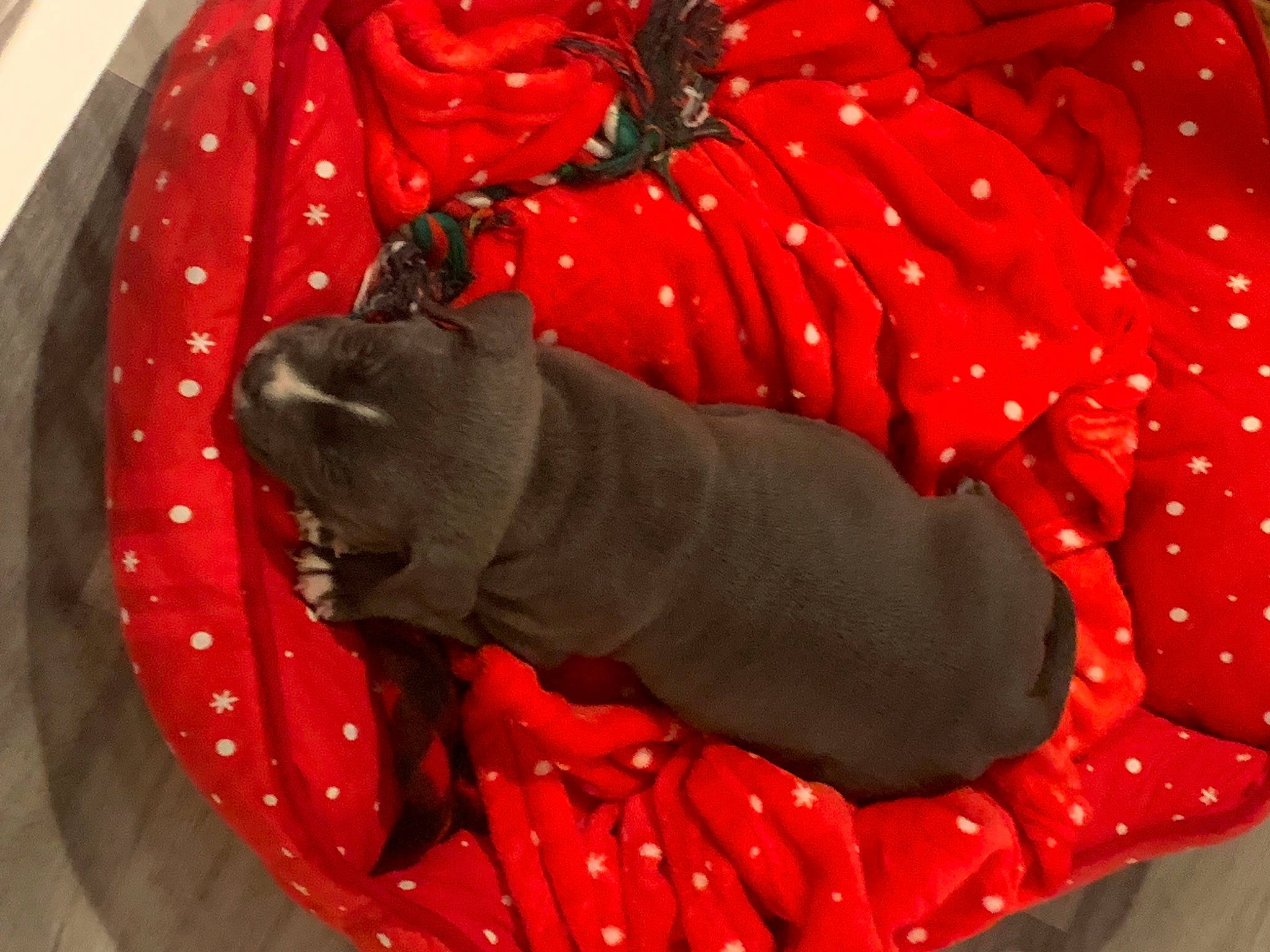 Willow joined the competition — help win amazing prizes! bag, canidae, carmine, carnivore, comfort, companion_dog, dog, dog_breed, dog_supply, fashion_accessory, fawn, felidae, grey, linens, orange, pet_supply, red, snout, sporting_group, tail