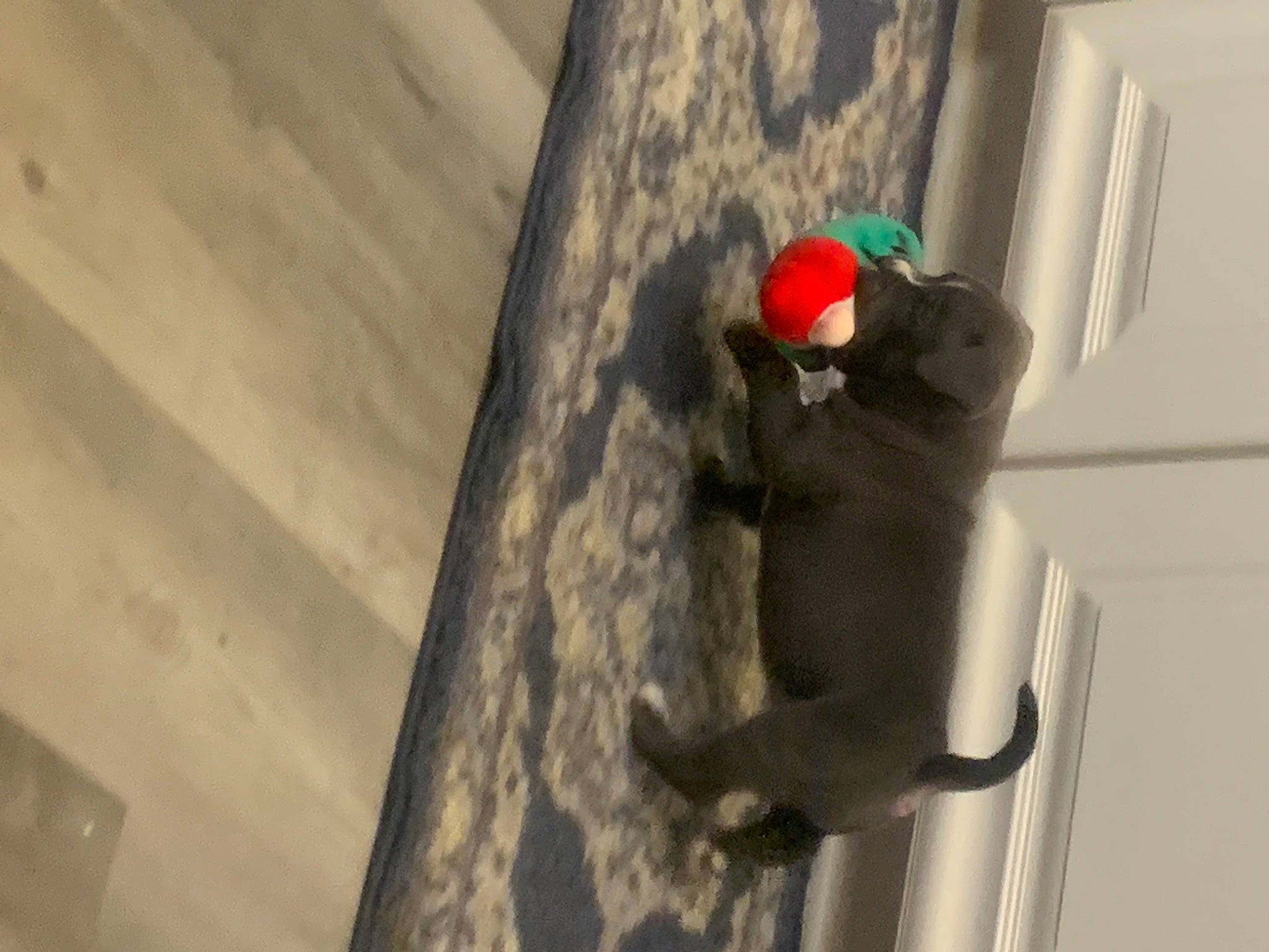 Willow joined the competition — help win amazing prizes! adventure, animation, cement, concrete, flooring, fur, grey, hardwood, plaster, recreation, room, shadow, still_life_photography, stuffed_toy, tail, toy, tree, visual_arts, winter, wood