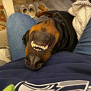 Axel Rose is registered to the contest to win money with this photo: animal, blanket, canine, casual, cozy, dog, funny, fur, home, indoor, jeans, lap, person, pet, relaxed, resting, smile, snout, teeth, upside_down
