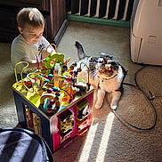 Pretty Boy is registered to the contest to win money with this photo: toddler, child, cat, toy, wooden_toy, activity_cube, carpet, sunlight, indoor, furniture, cabinet, play, pet, animal, cord, relaxation, floor, curiosity, daylight, cute