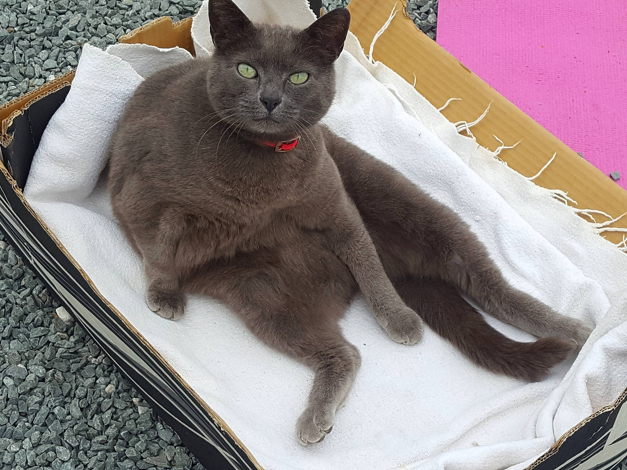 Zettoune a rejoint le concours — aidez-le/la à gagner de superbes lots ! carnivore, cat, cat_supply, comfort, domestic_short_haired_cat, felidae, fur, grey, havana_brown, linens, paw, rectangle, russian_blue, small_to_medium_sized_cats, snout, whiskers