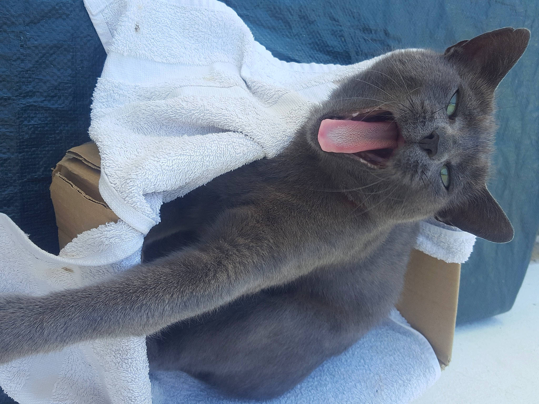 Zettoune participe au concours pour gagner de l'argent avec cette photo : canidae, carmine, carnivore, collar, comfort, dog, dog_breed, fang, fawn, felidae, fur, grey, linens, paw, small_to_medium_sized_cats, snout, sporting_group, tail, whiskers, window