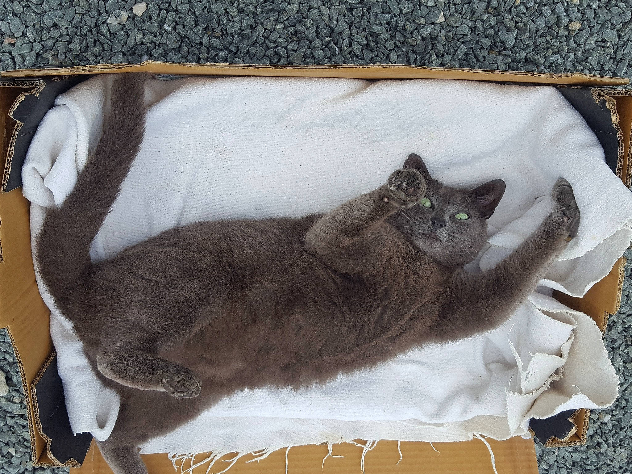 Zettoune participe au concours pour gagner de l'argent avec cette photo : black_cat, carnivore, cat, cat_supply, chartreux, claw, comfort, domestic_short_haired_cat, fawn, felidae, fur, grey, nap, paw, pet_supply, rectangle, small_to_medium_sized_cats, tail, terrestrial_animal, whiskers