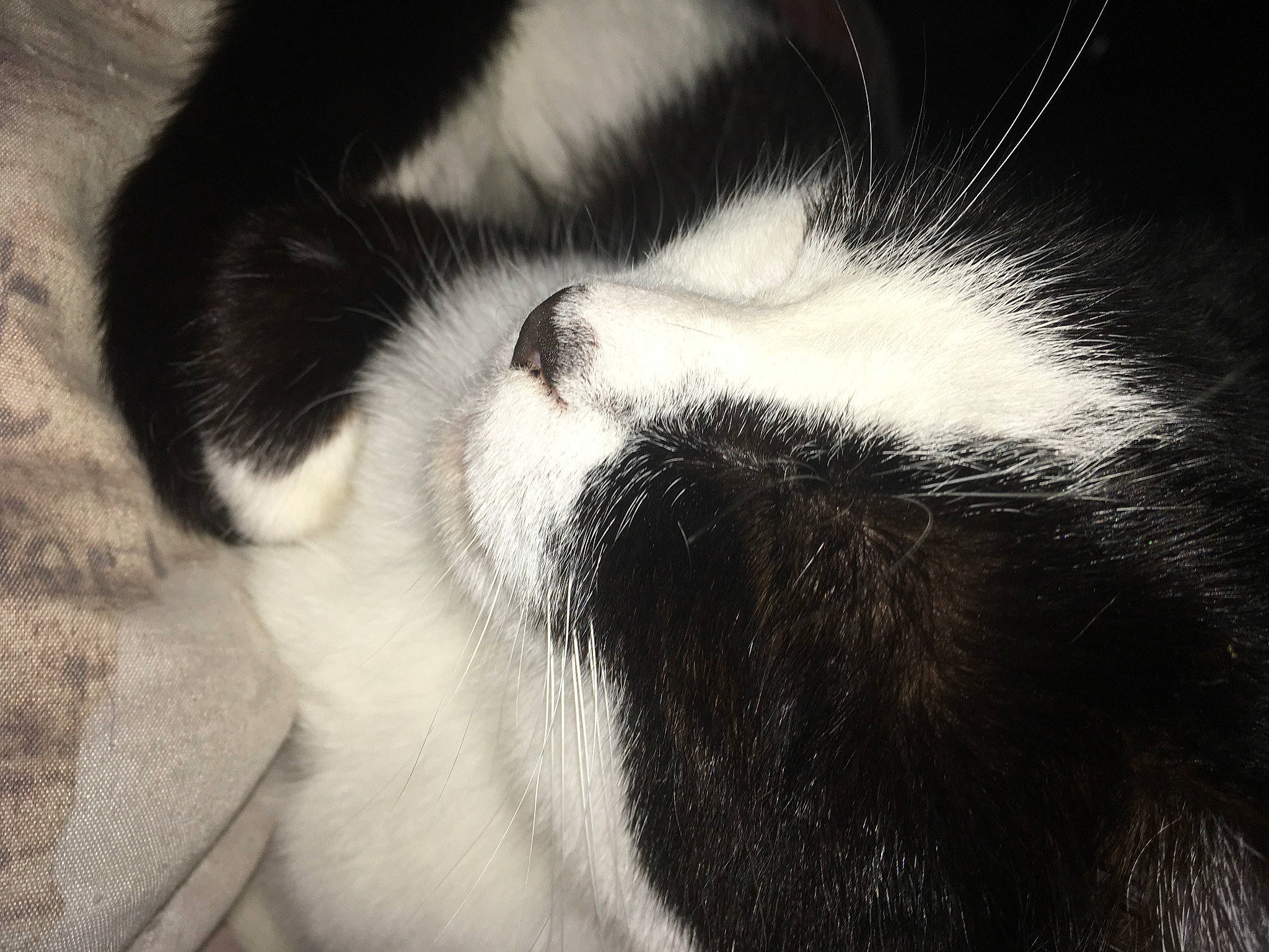 Kokine participe au concours pour gagner de l'argent avec cette photo : carnivore, cat, close_up, comfort, felidae, fur, monochrome, monochrome_photography, paw, small_to_medium_sized_cats, snout, tail, terrestrial_animal, whiskers