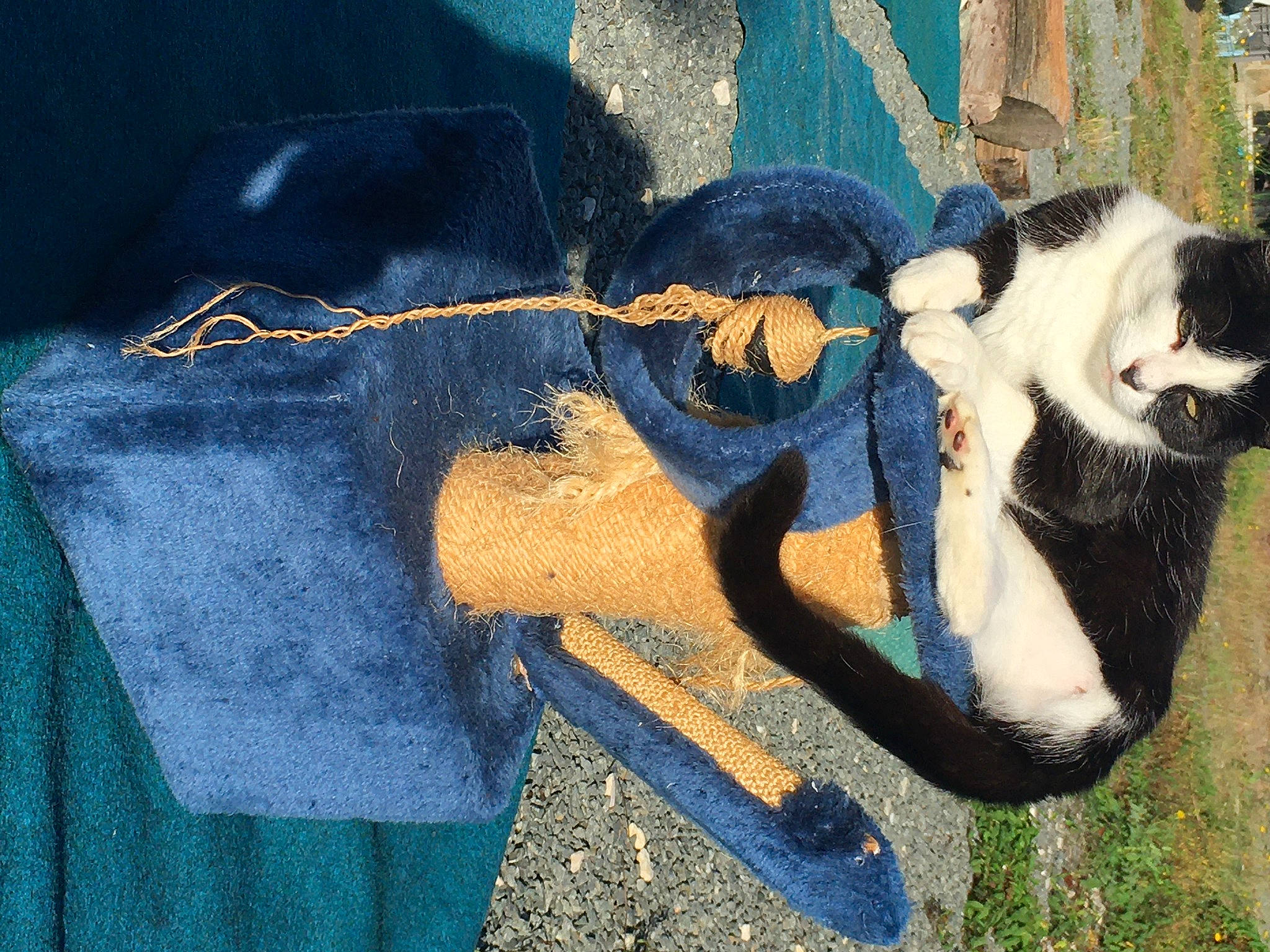 Kokine participe au concours pour gagner de l'argent avec cette photo : art, carnivore, companion_dog, dog_breed, electric_blue, fur, grass, human_leg, paint, painting, pattern, paw, shadow, sitting, sporting_group, tail, terrestrial_animal, tints_and_shades, tree, visual_arts