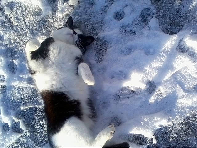 Kokine participe au concours pour gagner de l'argent avec cette photo : canidae, carnivore, cloud, cumulus, dog_breed, freezing, frost, fur, glacial_landform, ice_cap, landscape, meteorological_phenomenon, polar_ice_cap, shadow, sky, slope, snow, sporting_group, tail, winter