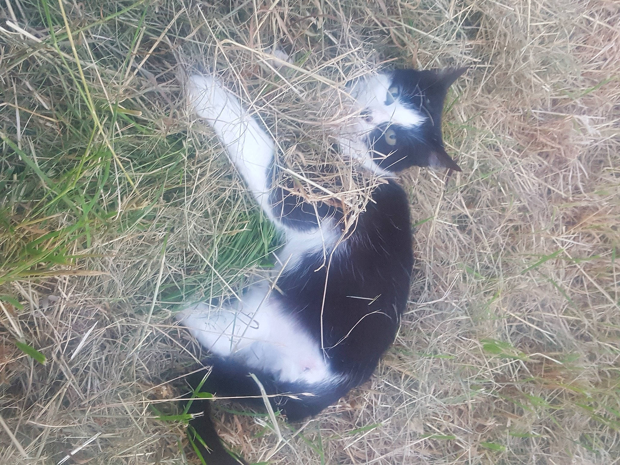 Kokine participe au concours pour gagner de l'argent avec cette photo : canidae, cat, felidae, foot, fur, grass, grassland, groundcover, human_leg, paw, plant, shadow, small_to_medium_sized_cats, soil, sporting_group, tail, terrestrial_animal, thigh, whiskers, wildlife
