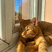 Marmalade joined the competition — help win amazing prizes! cat, ginger_cat, orange_fur, pet, windowsill, sunlight, paws, whiskers, ears, eyes, nose, cozy, relaxation, indoor, closeup, portrait, shadow, resting, domestic_animal, home