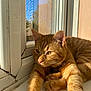 cat, ginger_cat, orange_fur, pet, windowsill, sunlight, paws, whiskers, ears, eyes, nose, cozy, relaxation, indoor, closeup, portrait, shadow, resting, domestic_animal, home