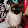 animal, blue_eyes, cat, chair, cushion, domestic, ears, floral_pattern, fur, furniture, home_decor, indoor, pet, plant, potted_plant, radio, red_chair, siamese, whiskers, white_surface