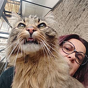Iris participe au concours pour gagner de l'argent avec cette photo : animal, cat, closeup, curious, expression, face, fluffy_cat, fur, glasses, head, metal_railings, natural_light, outdoor, person, pet, portrait, tongue_out, wall, whiskers, woman