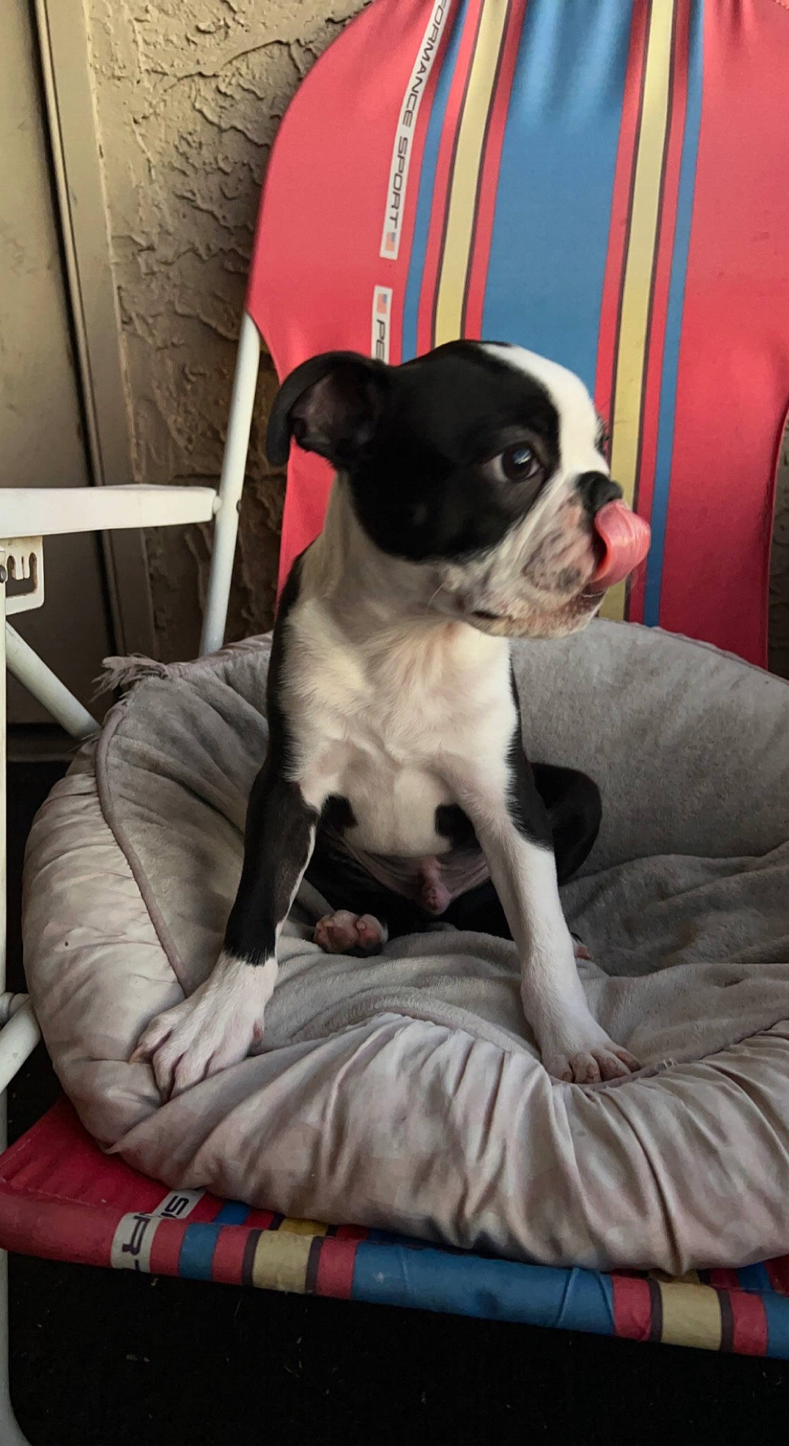 Farley joined the competition — help win amazing prizes! bored, boston_terrier, bulldog, canidae, carnivore, chair, comfort, companion_dog, couch, dog, dog_breed, fawn, molosser, pug, sitting, snout, sporting_group, toy_dog, working_animal, wrinkle