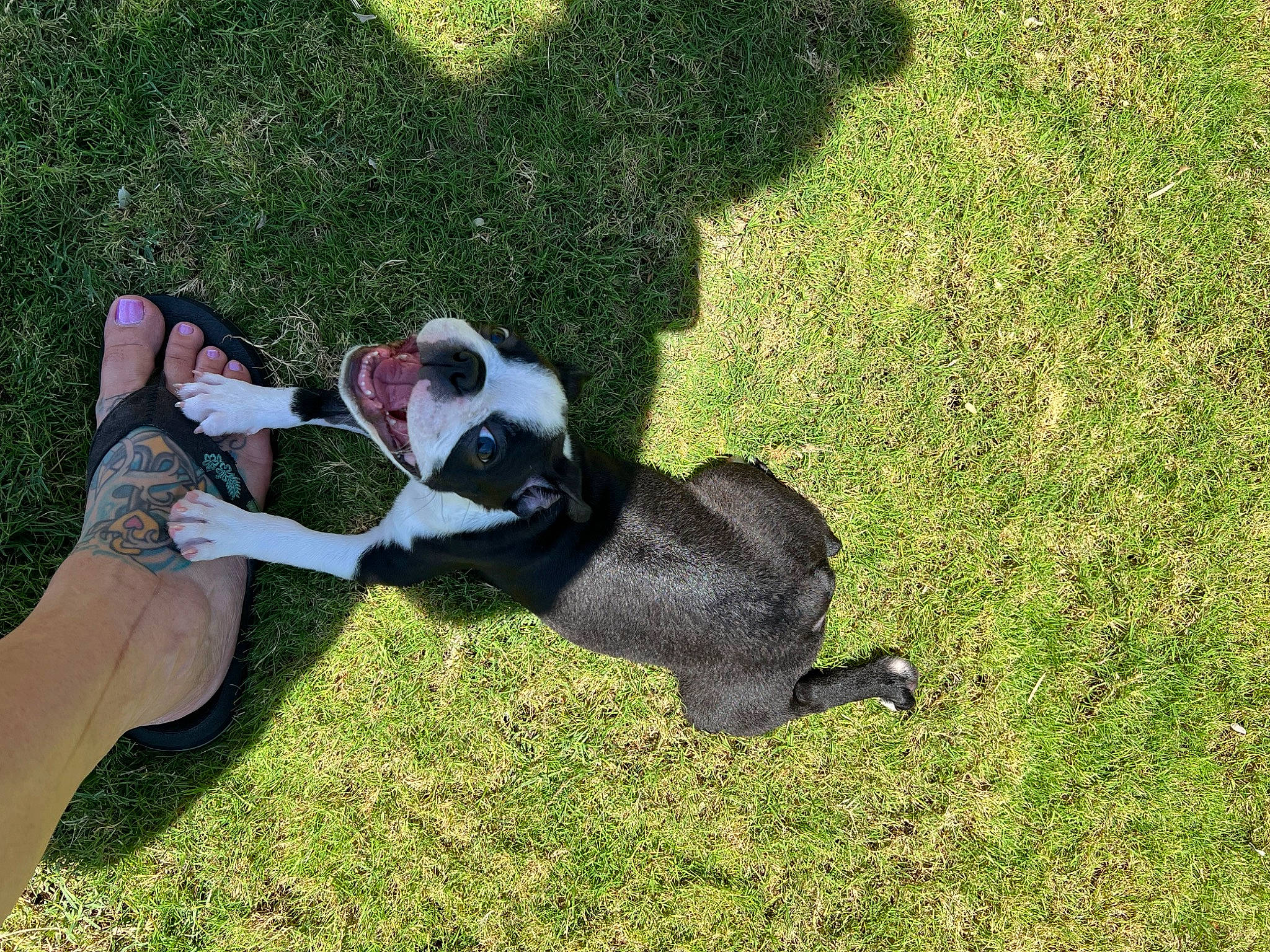 Farley is registered to the contest to win money with this photo: foot, fun, garden, grass, grass_family, grassland, human_leg, knee, lawn, leisure, people_in_nature, plant, recreation, shadow, shrub, sporting_group, tail, thigh, tree