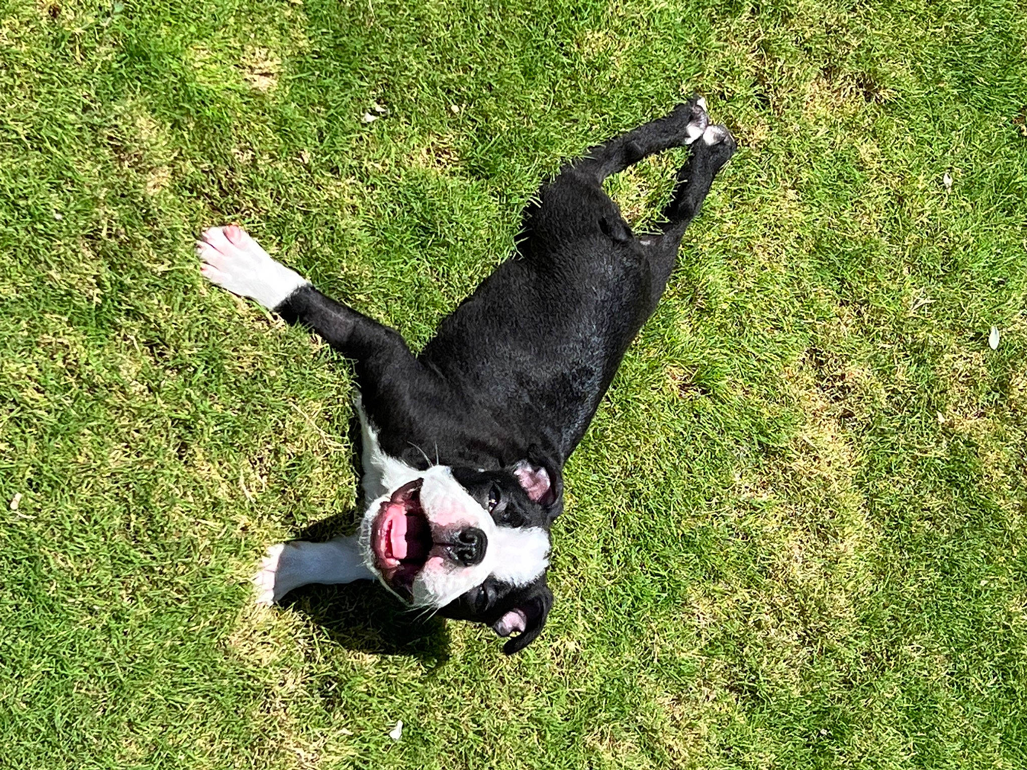 Farley is registered to the contest to win money with this photo: canidae, carnivore, companion_dog, dog, dog_breed, foot, grass, grassland, groundcover, happy, jumping, meadow, non_sporting_group, pasture, people_in_nature, plant, recreation, shadow, sporting_group, tail